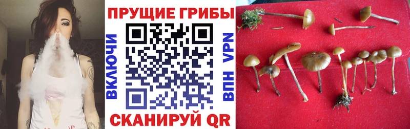 kraken рабочий сайт  цены наркотик  Сланцы  Псилоцибиновые грибы Psilocybe 